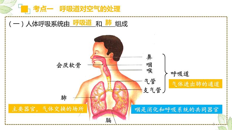 初中生物中考复习 专题11 人体的呼吸（上课用课件）-【过一轮】2022年中考生物一轮复习课件精讲与习题精练第3页
