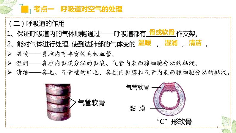 初中生物中考复习 专题11 人体的呼吸（上课用课件）-【过一轮】2022年中考生物一轮复习课件精讲与习题精练第4页