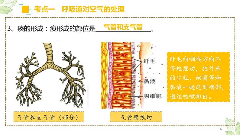 初中生物中考复习 专题11 人体的呼吸（上课用课件）-【过一轮】2022年中考生物一轮复习课件精讲与习题精练第5页
