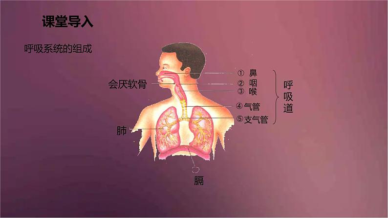 人教版生物七年级下册 《发生在肺内的气体交换》课件04