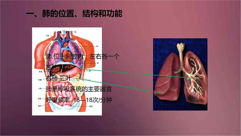 人教版生物七年级下册 《发生在肺内的气体交换》课件05