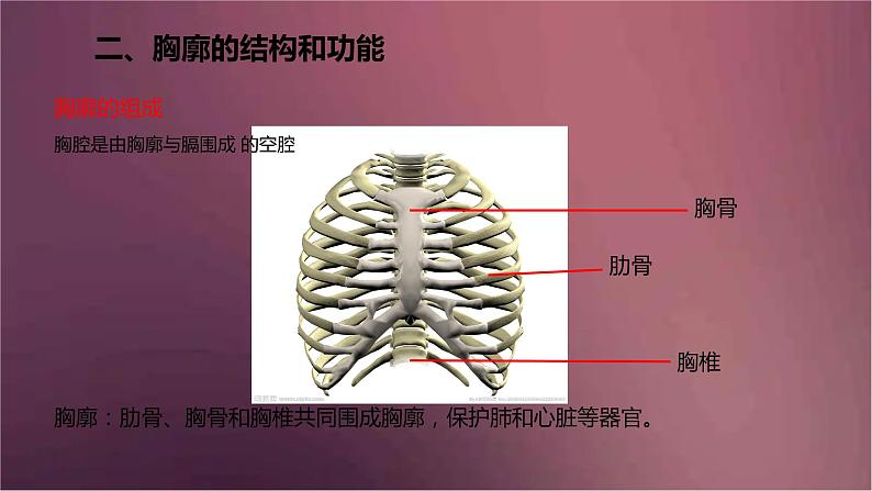 人教版生物七年级下册 《发生在肺内的气体交换》课件06