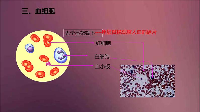 人教版生物七年级下册 《流动的组织（血液）》课件第6页