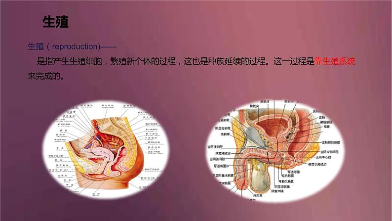 人教版生物七年级下册 《人的生殖》课件03