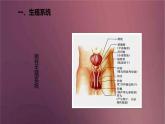 人教版生物七年级下册 《人的生殖》课件