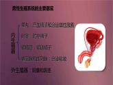 人教版生物七年级下册 《人的生殖》课件
