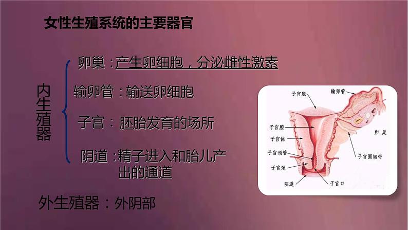 人教版生物七年级下册 《人的生殖》课件07