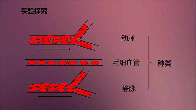 人教版生物七年级下册 《血流的管道（血管）》课件07