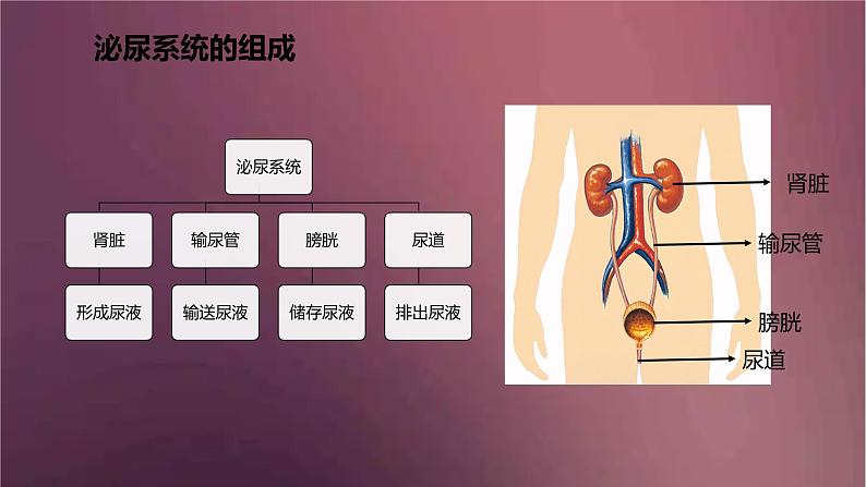 人教版生物七年级下册 《人体内废物的排出》课件06