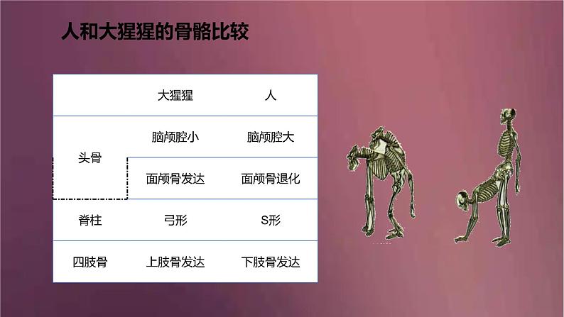 人教版生物七年级下册 《人的起源和发展》课件08