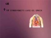 人教版生物七年级下册 《输送血液的泵──心脏》课件