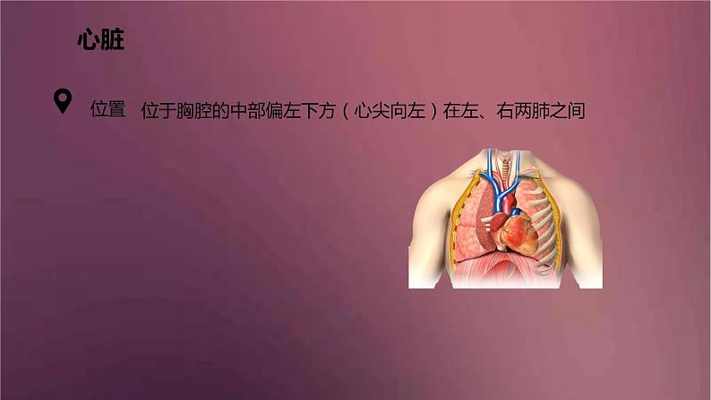 人教版生物七年级下册 《输送血液的泵──心脏》课件第5页