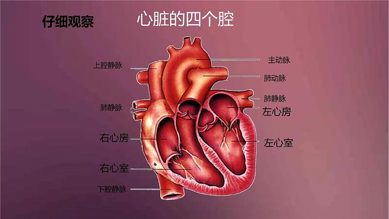 人教版生物七年级下册 《输送血液的泵──心脏》课件第8页