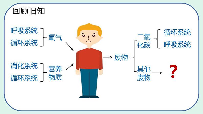 4.5 人体内废物的排出（第1课时）第3页