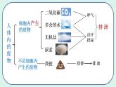 4.5 人体内废物的排出（第1课时）-初中生物七年级下册 课件+练习（人教版新课标）