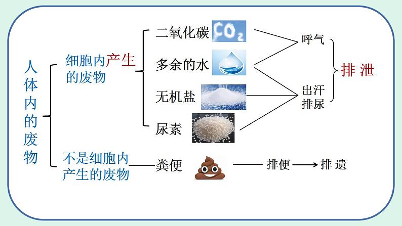 4.5 人体内废物的排出（第1课时）第5页