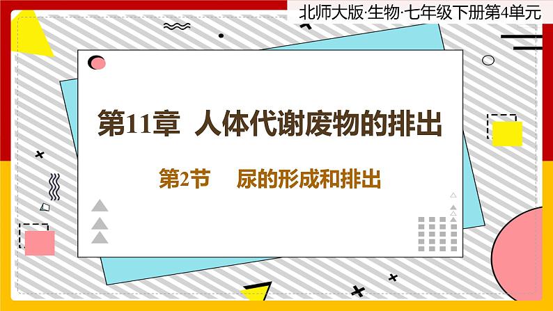 11.2《尿的形成与排出》课件PPT第1页