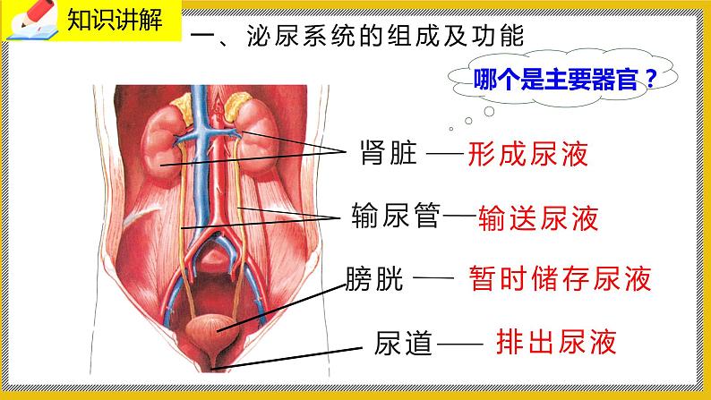 11.2《尿的形成与排出》课件PPT第3页