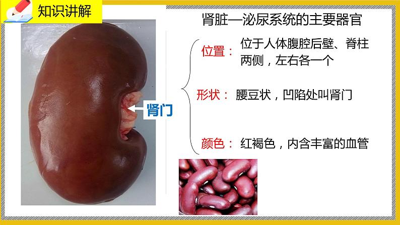 11.2《尿的形成与排出》课件PPT第4页