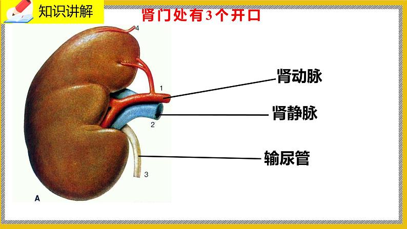 11.2《尿的形成与排出》课件PPT第5页