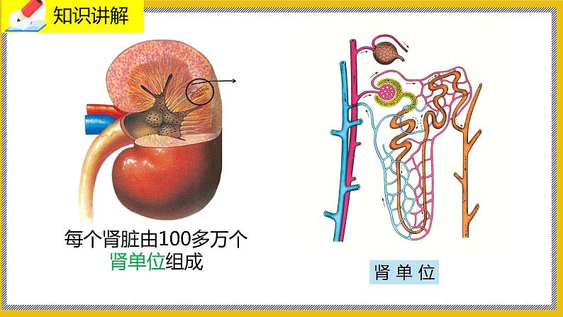 11.2《尿的形成与排出》课件PPT第7页