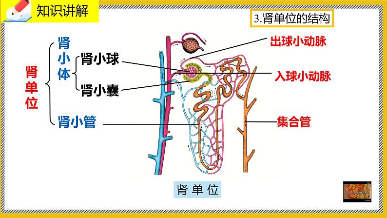 11.2《尿的形成与排出》课件PPT第8页