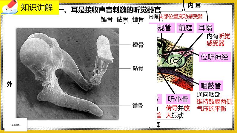 12.2.2《感受器和感觉器官》课件PPT+教案+同步练习04