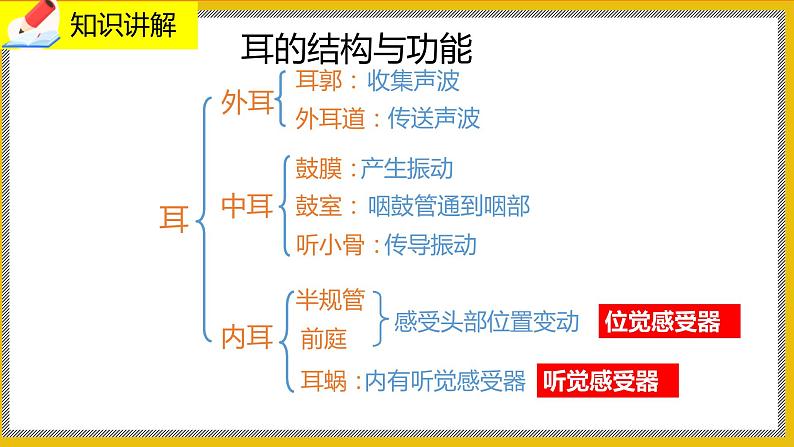 12.2.2《感受器和感觉器官》课件PPT+教案+同步练习05
