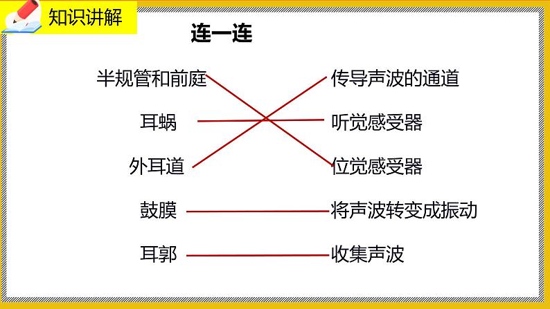 12.2.2《感受器和感觉器官》课件PPT+教案+同步练习06