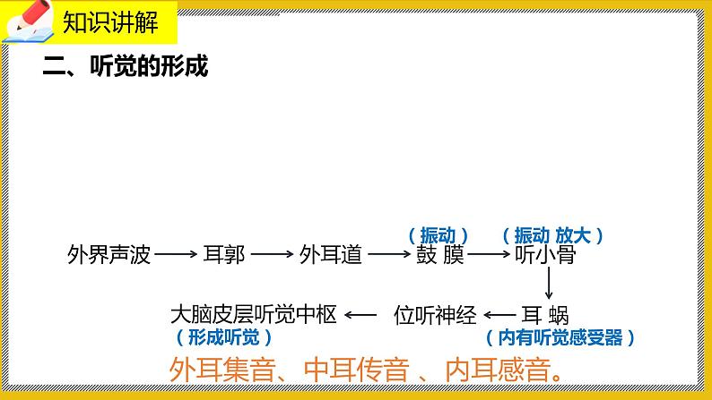 12.2.2《感受器和感觉器官》课件PPT+教案+同步练习07