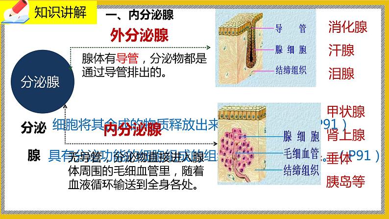 12.3《激素调节》课件PPT+教案+同步练习05