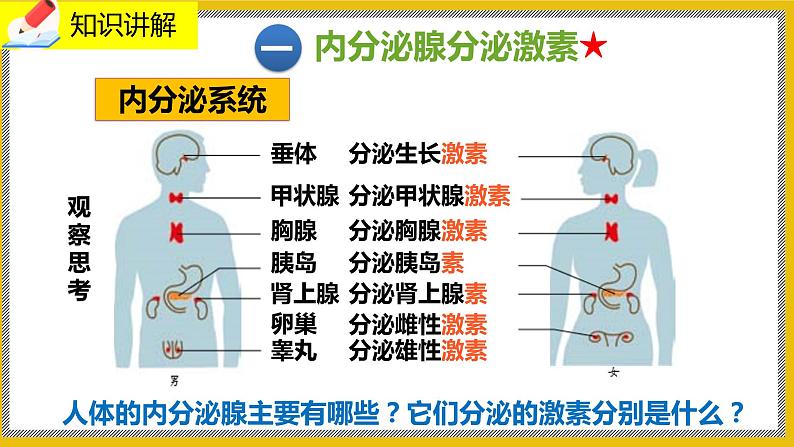 12.3《激素调节》课件PPT+教案+同步练习07