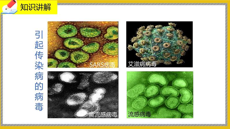 13.2《预防传染病》课件PPT第5页