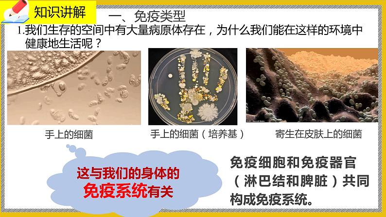13.3《人体免疫》课件PPT+教案+同步练习03