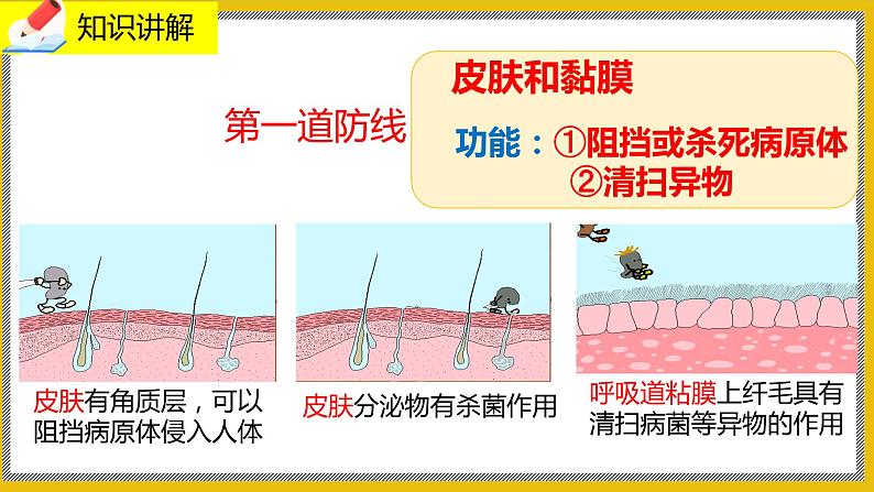 13.3《人体免疫》课件PPT+教案+同步练习05