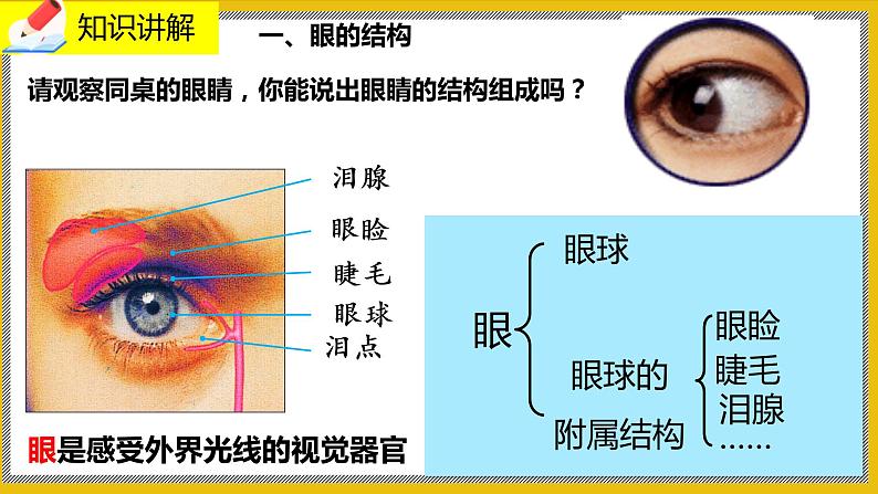 12.2.1《感受器和感觉器官》课件PPT +教案+ 同步练习04