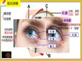 12.2.1《感受器和感觉器官》课件PPT +教案+ 同步练习