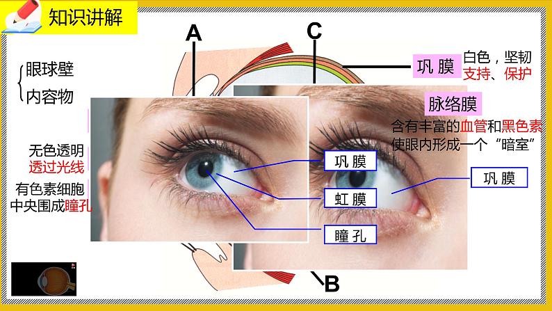 12.2.1《感受器和感觉器官》课件PPT +教案+ 同步练习05