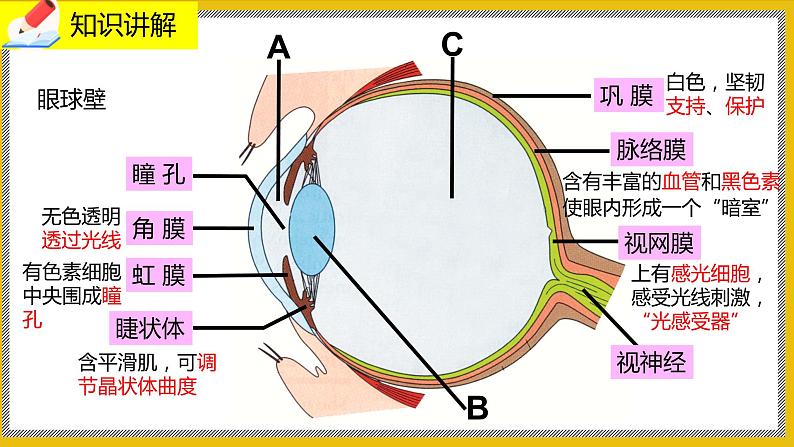 12.2.1《感受器和感觉器官》课件PPT +教案+ 同步练习08