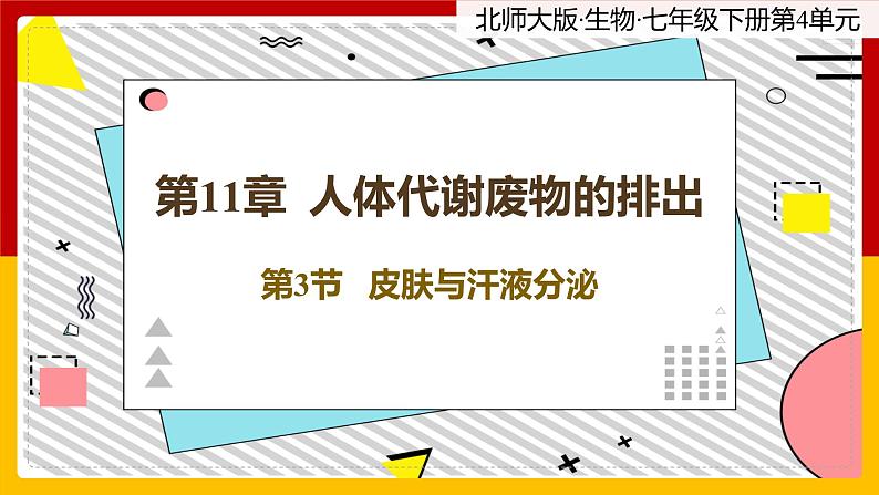 11.3《皮肤与汗腺》课件PPT第1页