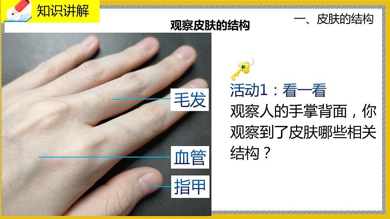 11.3《皮肤与汗腺》课件PPT第4页