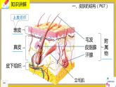 11.3《皮肤与汗液分泌》课件PPT+教案+同步练习