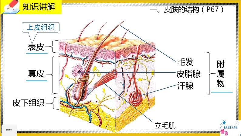 11.3《皮肤与汗腺》课件PPT第5页