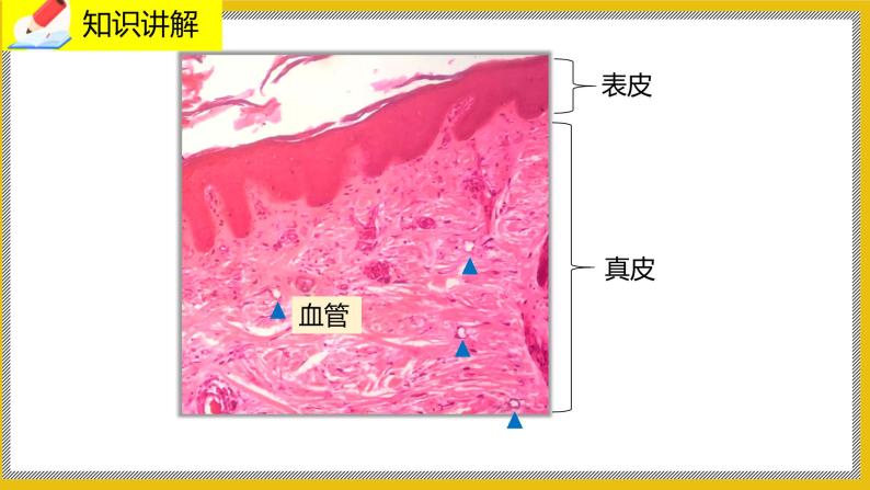 11.3《皮肤与汗液分泌》课件PPT+教案+同步练习06