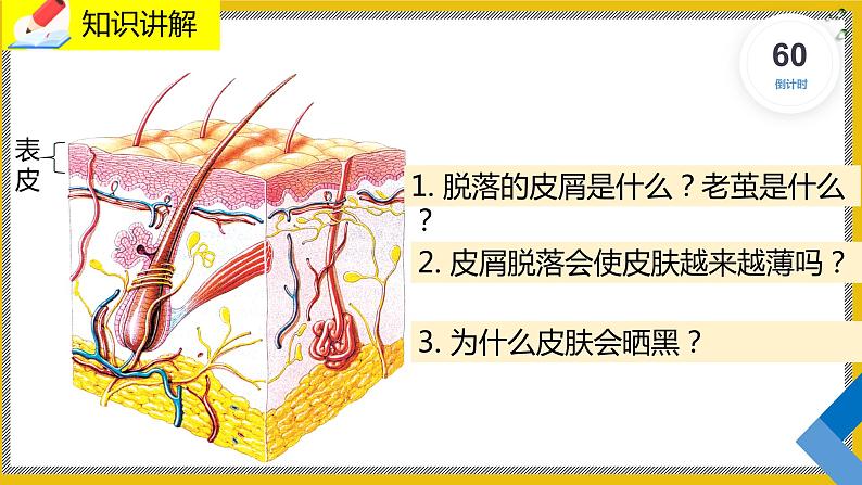 11.3《皮肤与汗腺》课件PPT第7页