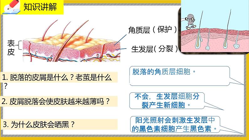 11.3《皮肤与汗腺》课件PPT第8页