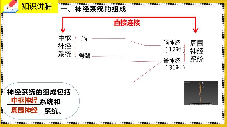 12.1.1《神经系统的组成》课件PPT+教案+同步练习03