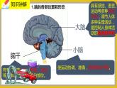 12.1.1《神经系统的组成》课件PPT+教案+同步练习