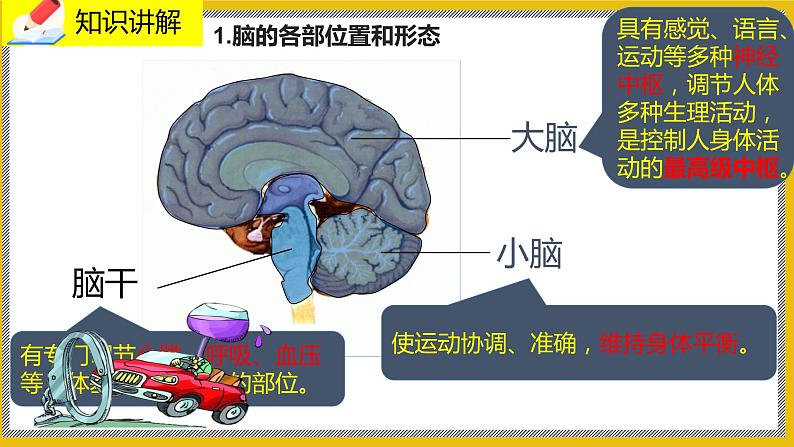 12.1.1《神经系统的组成》课件PPT+教案+同步练习04