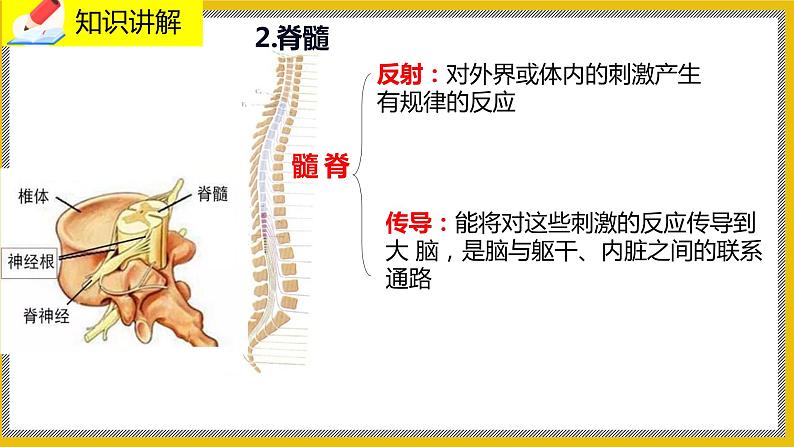 12.1.1《神经系统的组成》课件PPT+教案+同步练习05